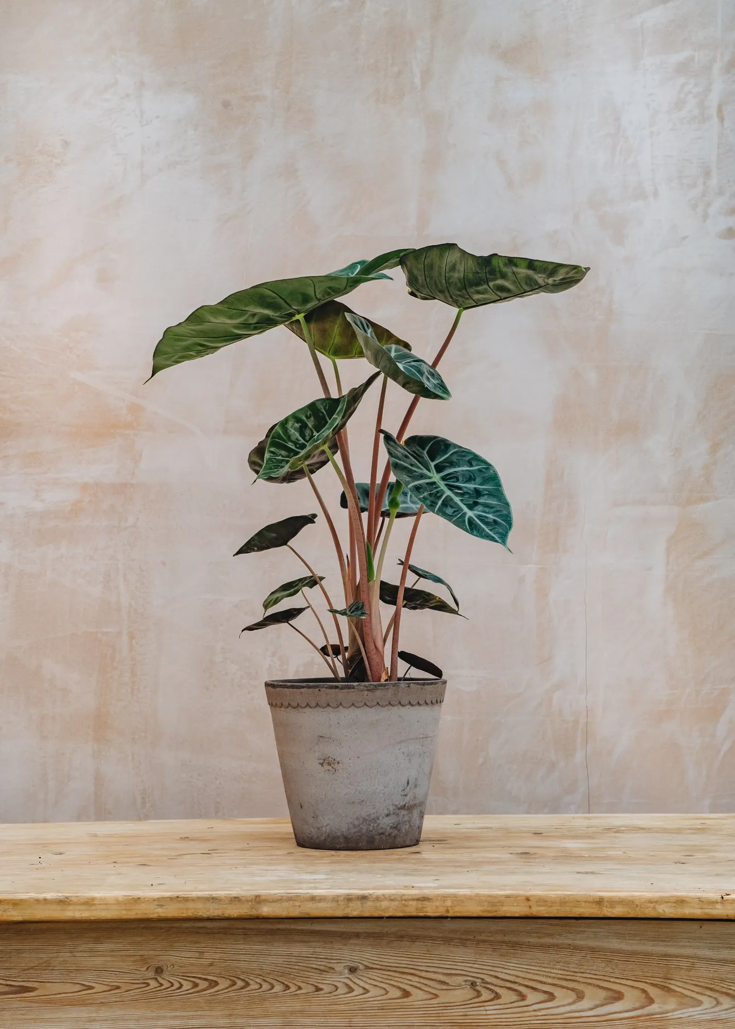 Alocasia brancifolia Pink Passion