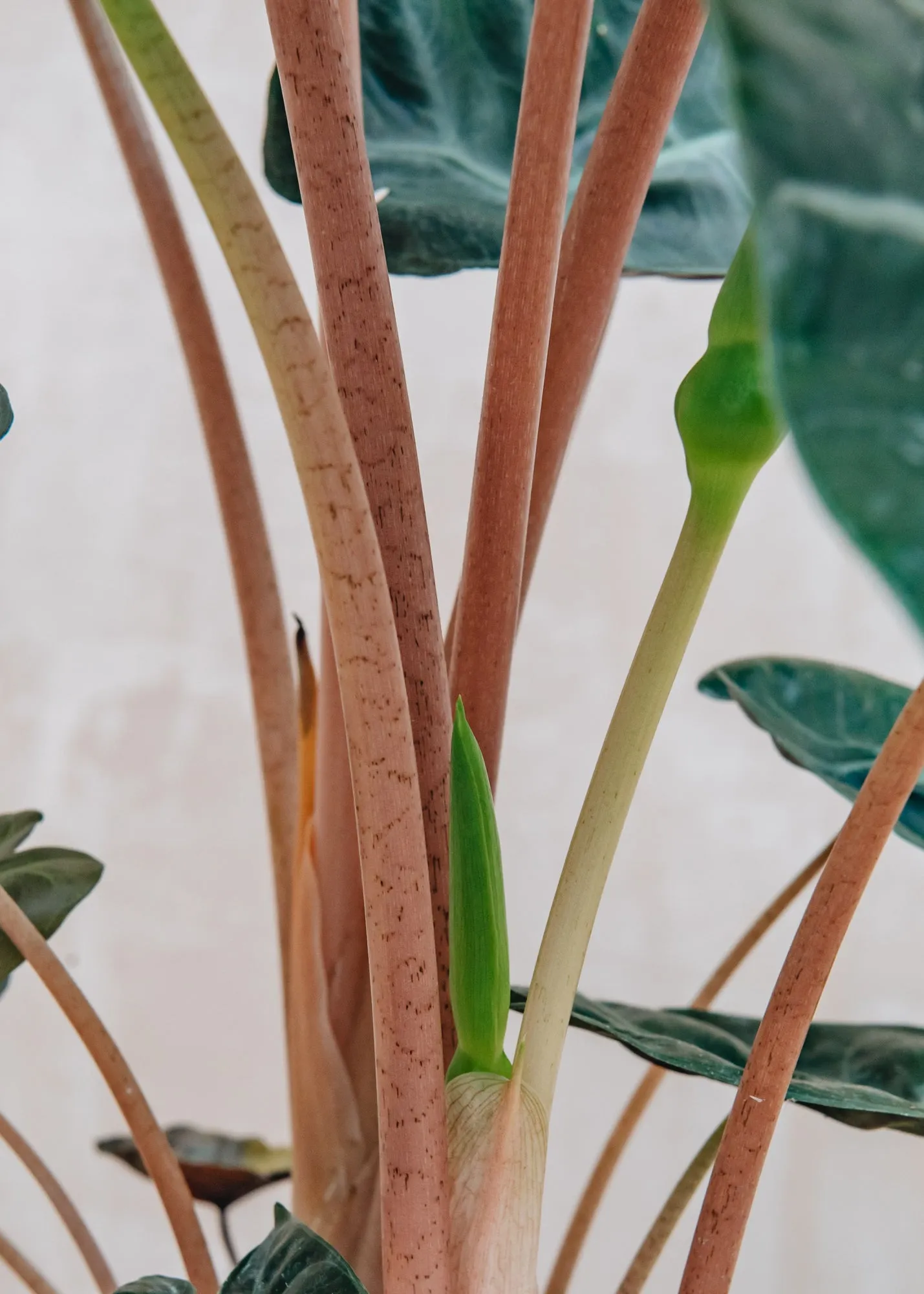 Alocasia brancifolia Pink Passion