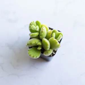 Bear’s Paw | Cotyledon Tomentosa | Succulents Plant Live