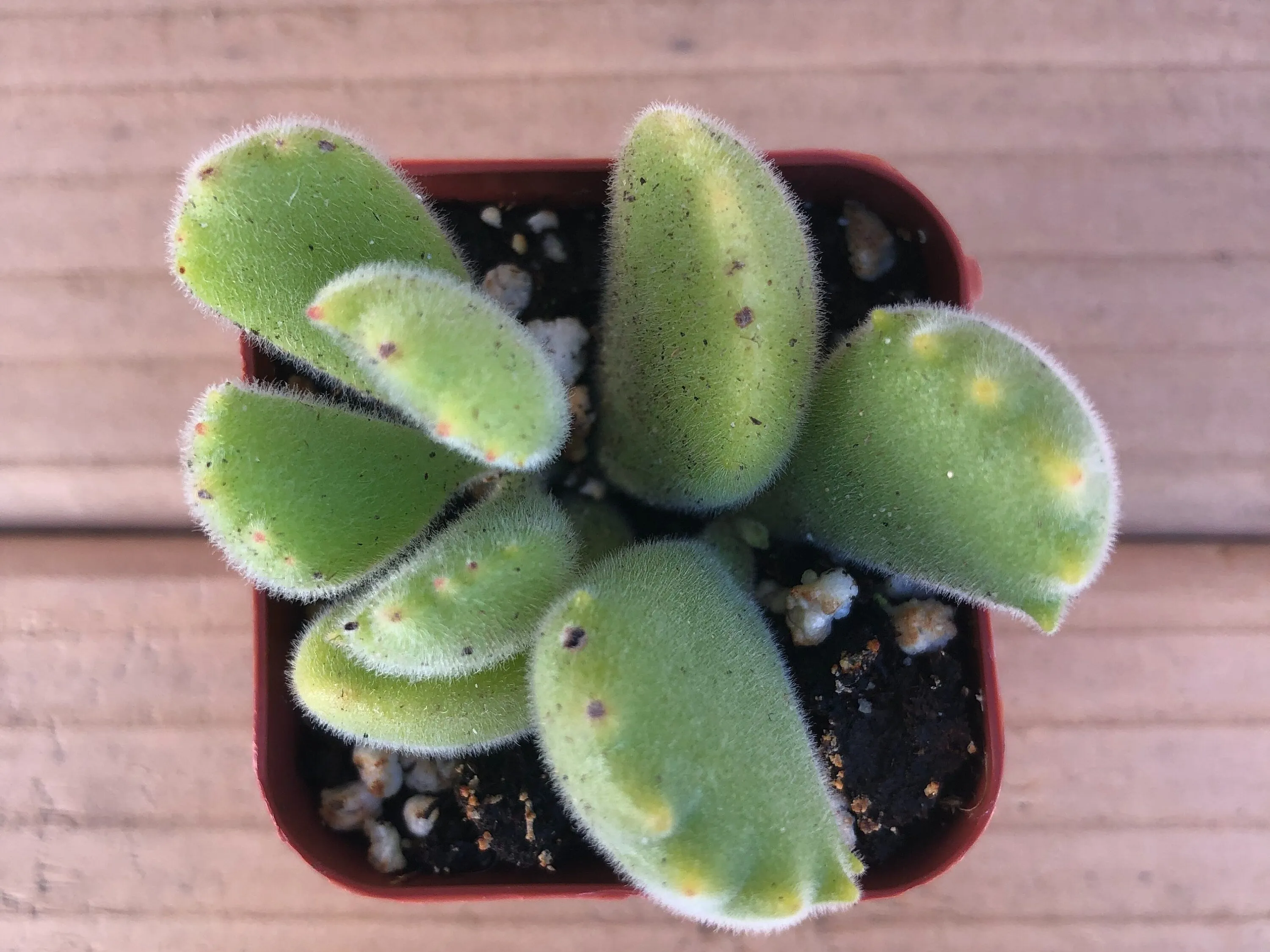 Bear’s Paw | Cotyledon Tomentosa | Succulents Plant Live