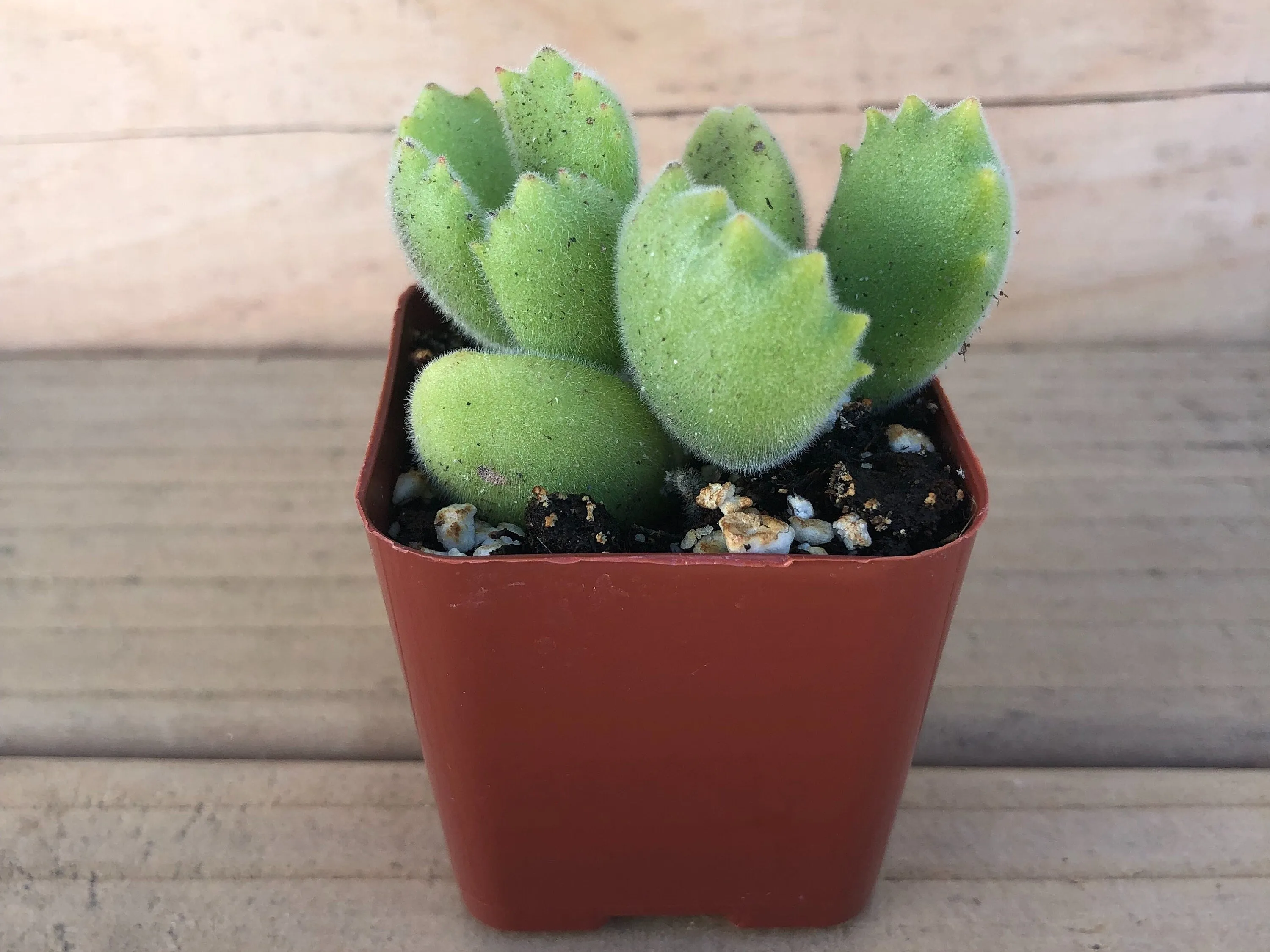 Bear’s Paw | Cotyledon Tomentosa | Succulents Plant Live