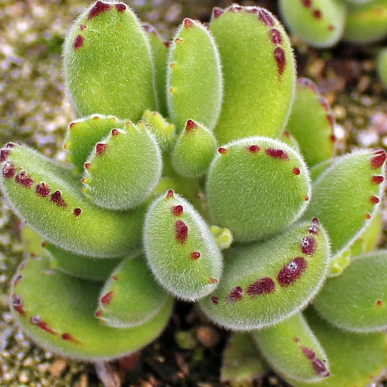 Bear’s Paw | Cotyledon Tomentosa | Succulents Plant Live