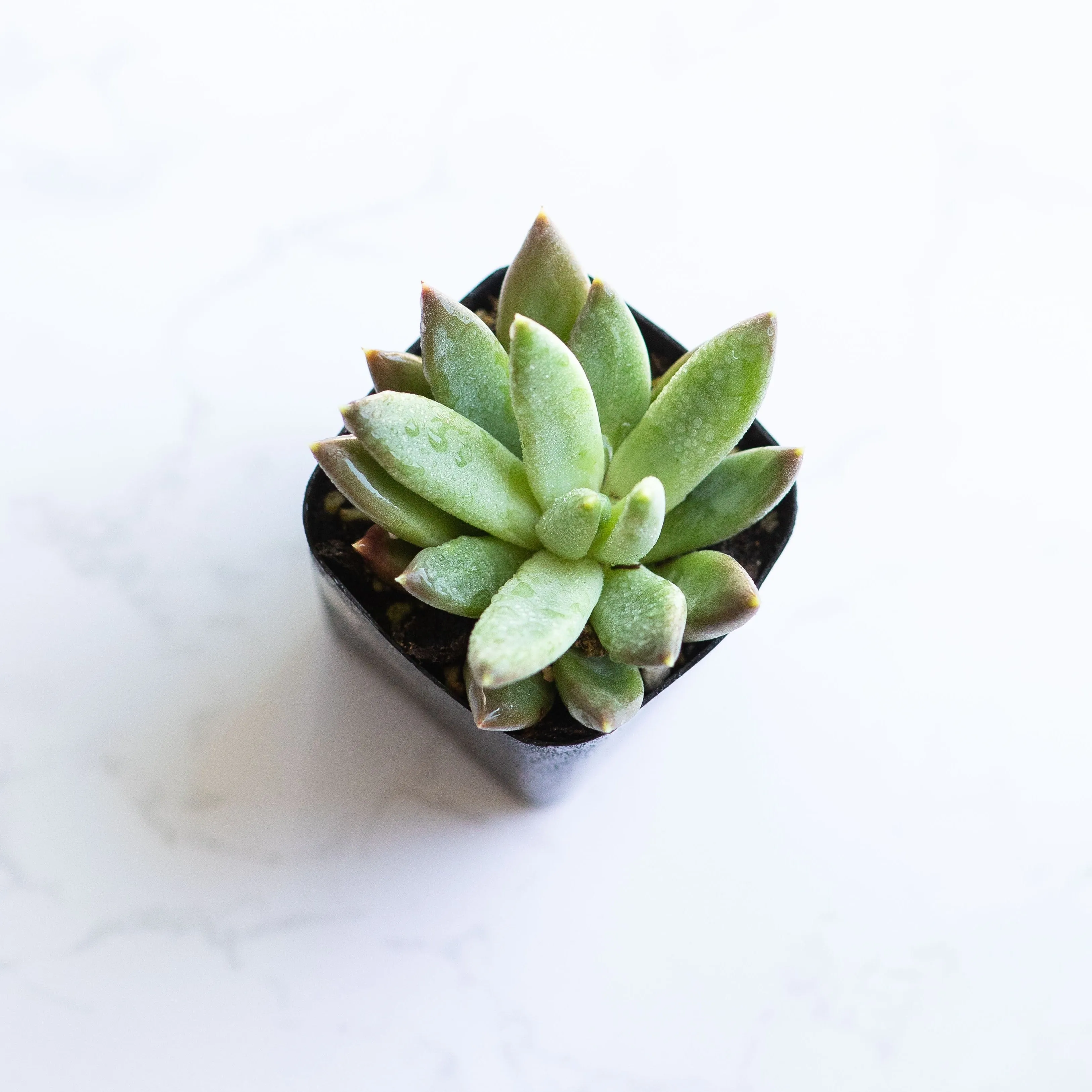 Little Jewel Succulent | Pachyphytum Compactum | Pachyveria Glauca | Live Succulent