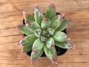 Little Jewel Succulent | Pachyphytum Compactum | Pachyveria Glauca | Live Succulent