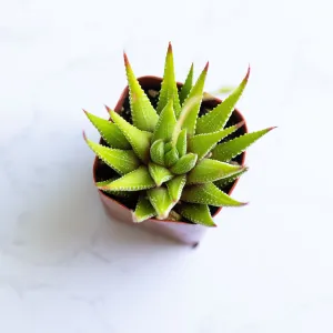 Live Zebra Plant | Haworthia Fasciata | Succulents